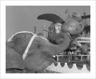 Elephant & Dumbo  from Disney Photo Archives For Cheap