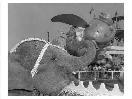 Elephant & Dumbo  from Disney Photo Archives For Cheap