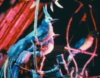 Walt Disney s Enchanted Tiki Room Birds  from Disney Photo Archives For Cheap