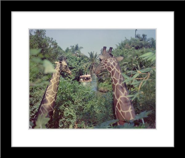 Giraffes in the Jungle Cruise  from Disney Photo Archives Online