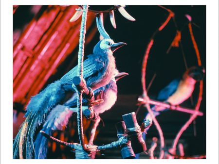 Walt Disney s Enchanted Tiki Room Birds  from Disney Photo Archives For Cheap