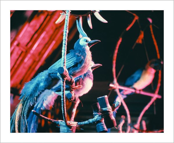 Walt Disney s Enchanted Tiki Room Birds  from Disney Photo Archives For Cheap