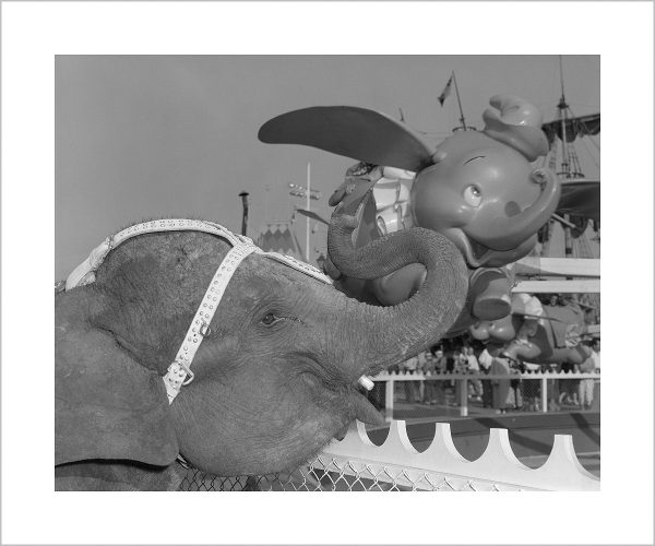 Elephant & Dumbo  from Disney Photo Archives For Cheap