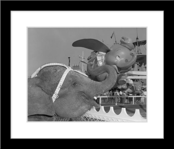 Elephant & Dumbo  from Disney Photo Archives For Cheap