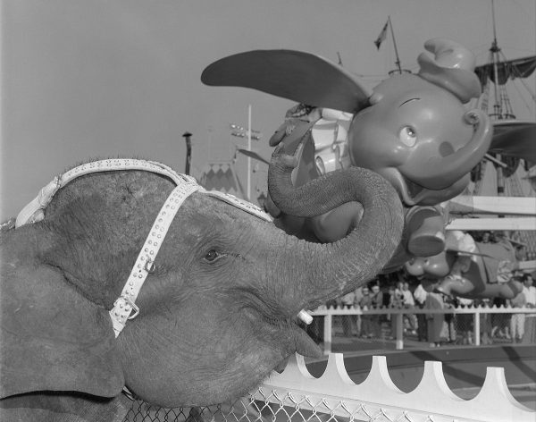 Elephant & Dumbo  from Disney Photo Archives For Cheap