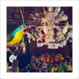 Pierre in Walt Disney s Enchanted Tiki Room  from Disney Photo Archives Hot on Sale