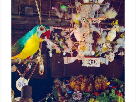 Pierre in Walt Disney s Enchanted Tiki Room  from Disney Photo Archives Hot on Sale