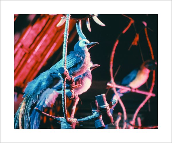 Walt Disney s Enchanted Tiki Room Birds  from Disney Photo Archives For Cheap