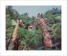 Giraffes in the Jungle Cruise  from Disney Photo Archives Online