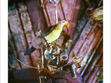 José in Walt Disney s Enchanted Tiki Room  from Disney Photo Archives on Sale