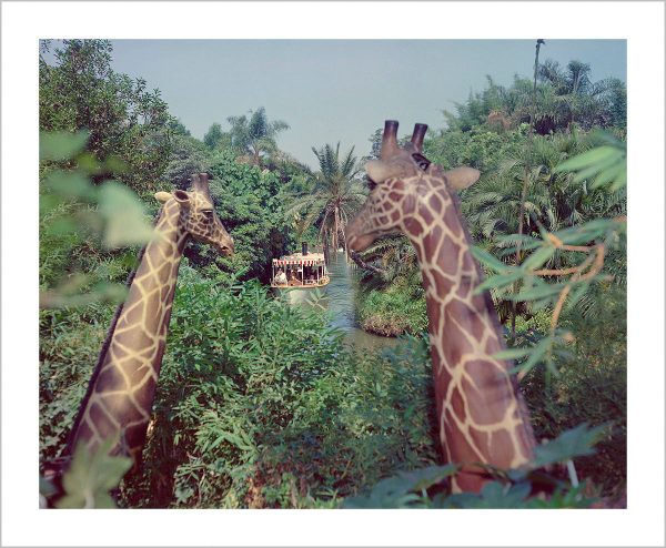 Giraffes in the Jungle Cruise  from Disney Photo Archives Online