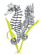 SEAHORSE Supply