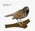 SPARROW 2 Discount