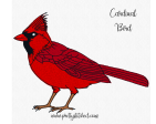 CARDINAL BIRD Hot on Sale