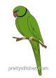 RINGNECK BIRD 2 Discount