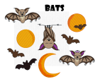 BAT SET For Sale